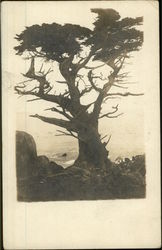Gnarled tree on the shoreline Trees Postcard Postcard