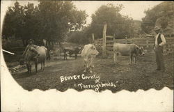 Thoroughbreds - Beaver County Thoroughbreds - Beaver County