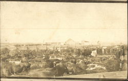 Cattle farm in the early 20th century Cattle farm in the early 20th century
