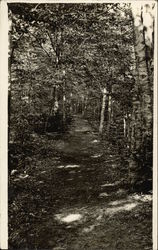 Woodland trail in summer Muskegon, MI Postcard Postcard