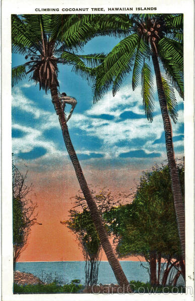 Climbing Cocoanut Tree Northwestern Hawaiian Islands