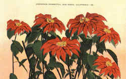 Gorgeous Poinsettia Postcard