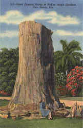 Giant Cypress Stump At McKee Jungle Gardens Postcard