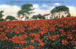 Largest Poinsettia Field In The World San Diego, CA Postcard Postcard