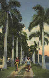 Royal Palm Trail In Florida Scenic, FL Postcard Postcard