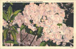 A Pennsylvania Beauty View Flowers Postcard Postcard