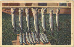 Catch of the Day Postcard