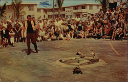 Lion's Turtle Derby during the Shrimp Festival Postcard
