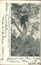 National Sportsman Postcard