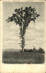 The Old Sentinel Tree Athol, MA Postcard Postcard Postcard