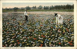 Field of Dahlias Postcard