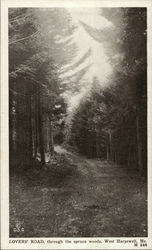 Lovers' Road Through The Spruce Woods Postcard