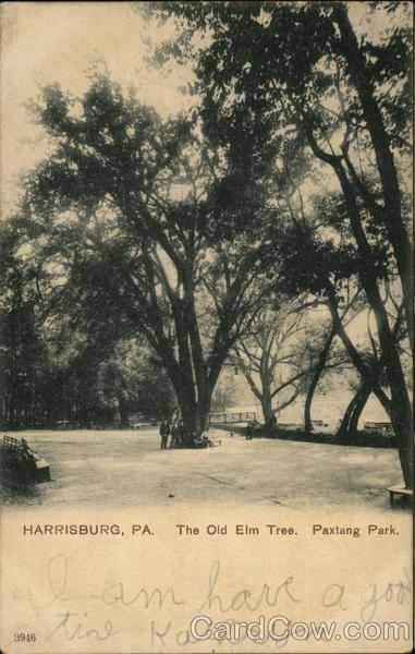 The Old Elm Tree, Paxtang Park Harrisburg Pennsylvania