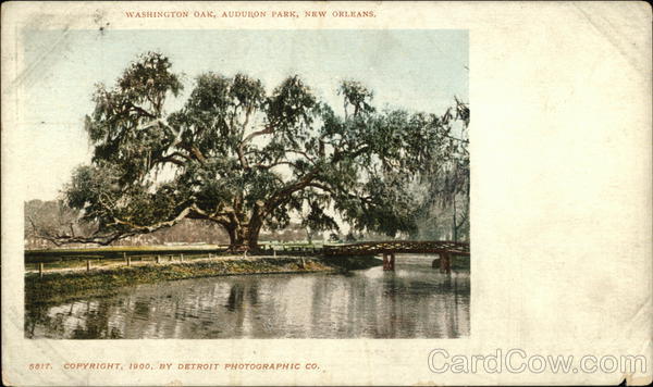Washington Oak, Audubon Park New Orleans Louisiana