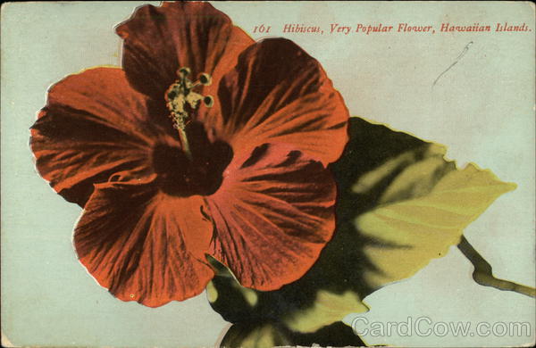 Hibiscus, Very Popular Flower, Hawaiian Islands Flowers