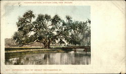 Washington Oak, Audubon Park Postcard