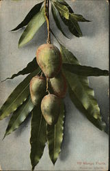Mango fruits Postcard