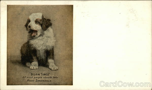 Puppy Yawning - Advertisement for Hood's Sarsaparilla