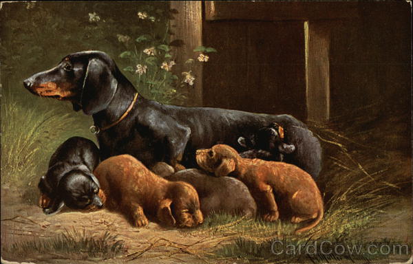 Mother Dachshund with puppies Dachshunds