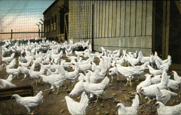 Chickens on Potter's Ranch in California Advertising