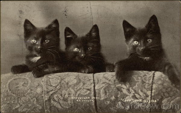 Cooktown Babies Cats