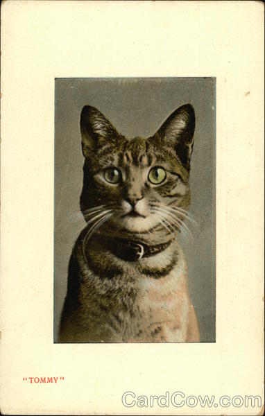 Tommy Cats