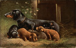 Mother Dachshund with puppies Mother Dachshund with puppies