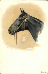 Head Portrait of a Black Horse with Bridle Postcard