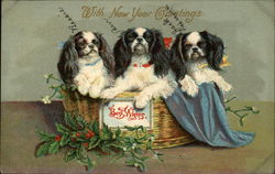 Three Dogs in a Basket Postcard
