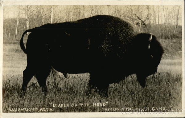 Leader of the Herd Buffalo