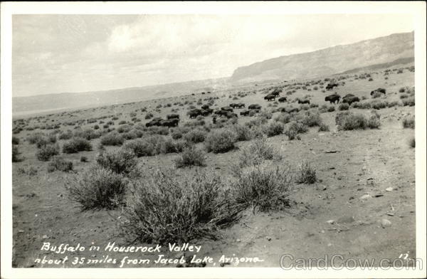 Buffalo in Houserock Valley Jacob Lake Arizona