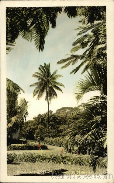 Palm Trees in Garden Honolulu Hawaii