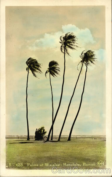 Palms at Waialae - Tinted Honolulu Hawaii