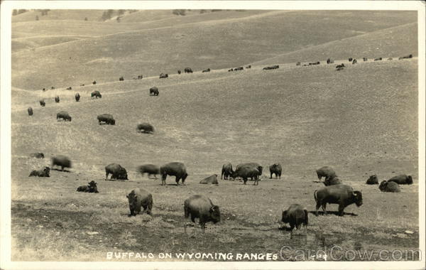 Buffalo on the range Wyoming