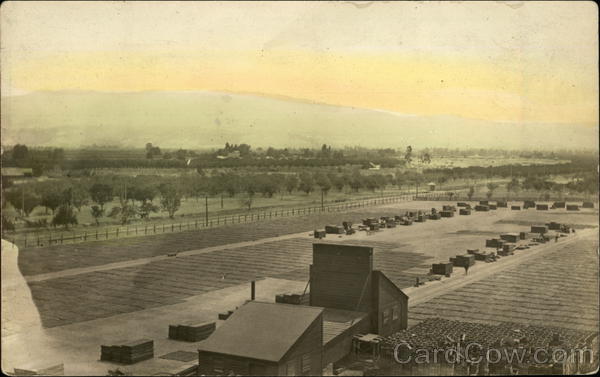 Fam Scene - Grapes Drying?  Raisins? California