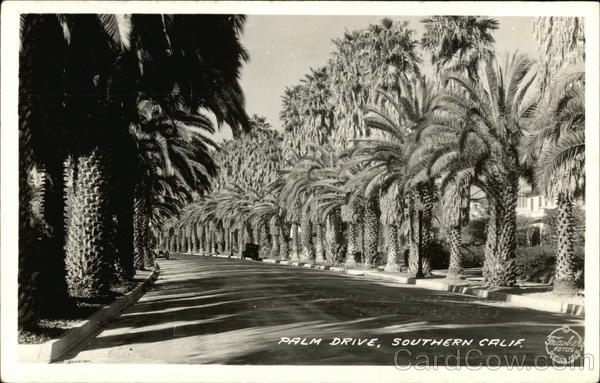 Palm drive in southern California