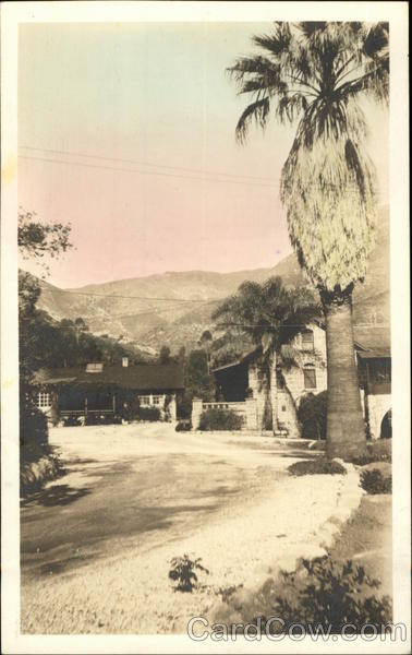 Large Palm Tree in a Neigborhood California