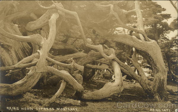 Rams Horn Cypress Monterey California