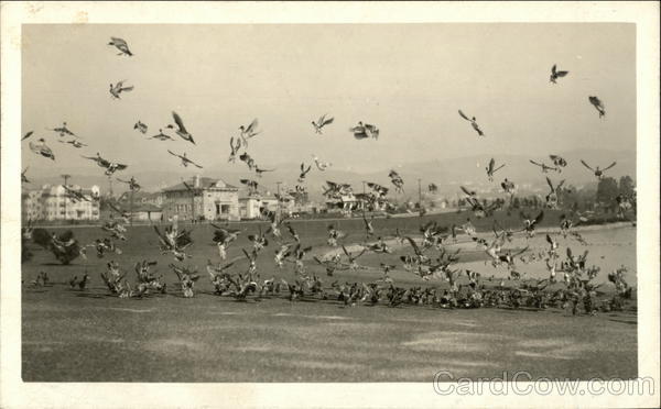 Flying Birds in a Field California