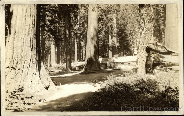 Redwood Basin - Big Trees, Cabin Wawona California