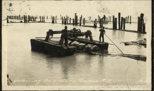 Gathering the Sinkers, Samoa Saw Mill California
