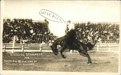 Man on Bucking Horse - Stampede, Rodeo Winnipeg, MB Canada Manitoba Postcard Postcard Postcard
