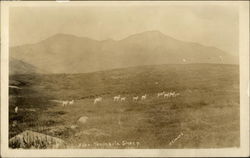 Kenai Peninsula Sheep Postcard
