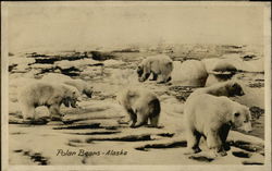 Polar Bears, AK Postcard