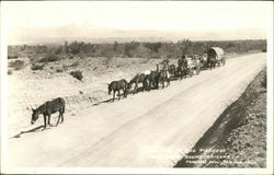 Covered Wagon and Horses Traveling Postcard