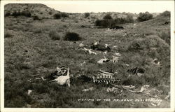 Bones from Dead Cattle in Desert Postcard