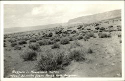 Buffalo in Houserock Valley Jacob Lake, AZ Postcard Postcard 