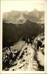 Mule Train Beginning Canyon Descent Postcard