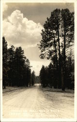 Through The Pines Near VT Ranch - Kaibab Forest Postcard
