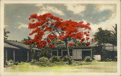 Tree in Honolulu, Hawaii Postcard Postcard 
